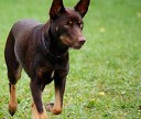 barva6